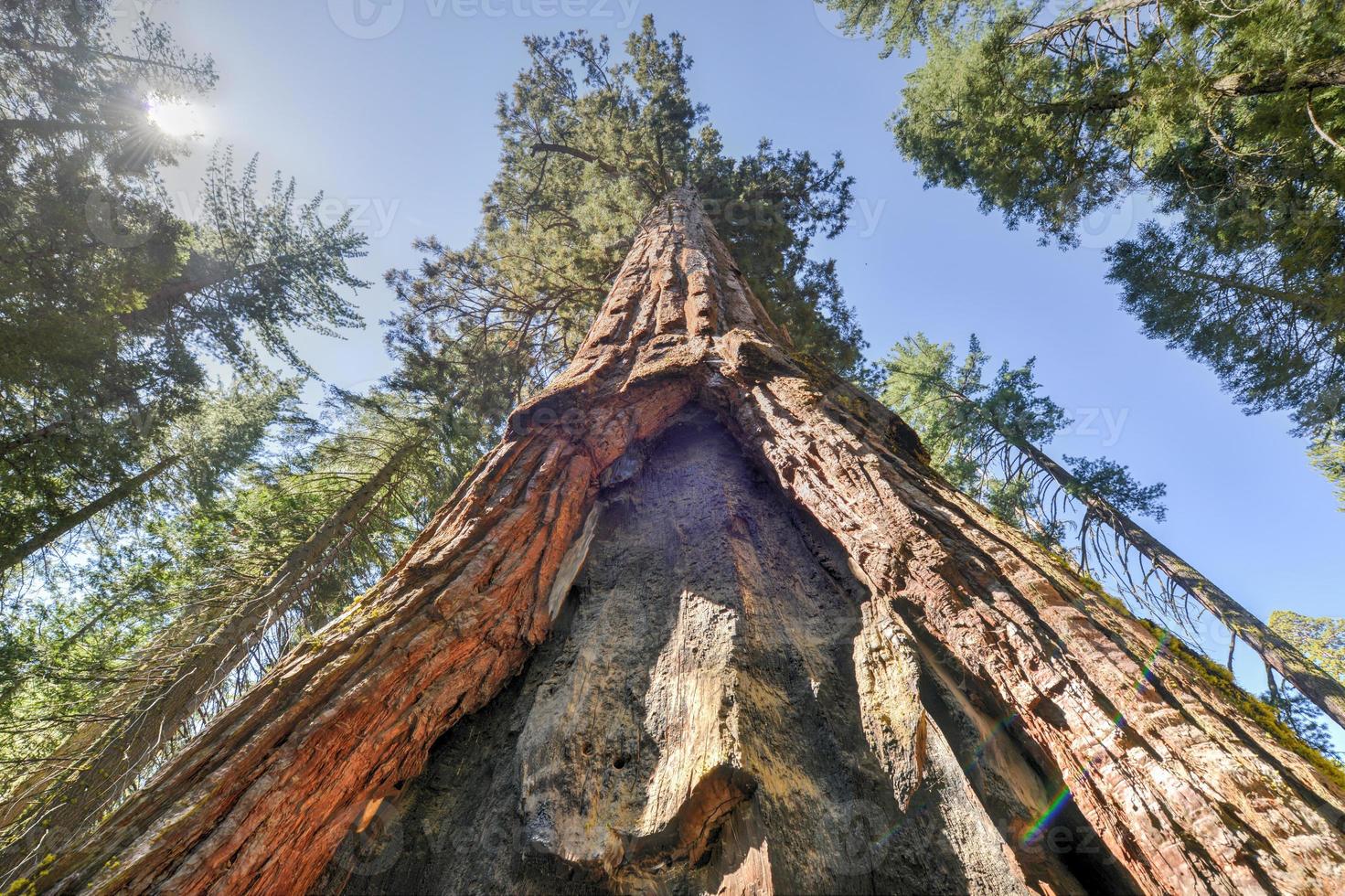 sequoia cancello nel mariposa boschetto, Yosemite nazionale parco foto