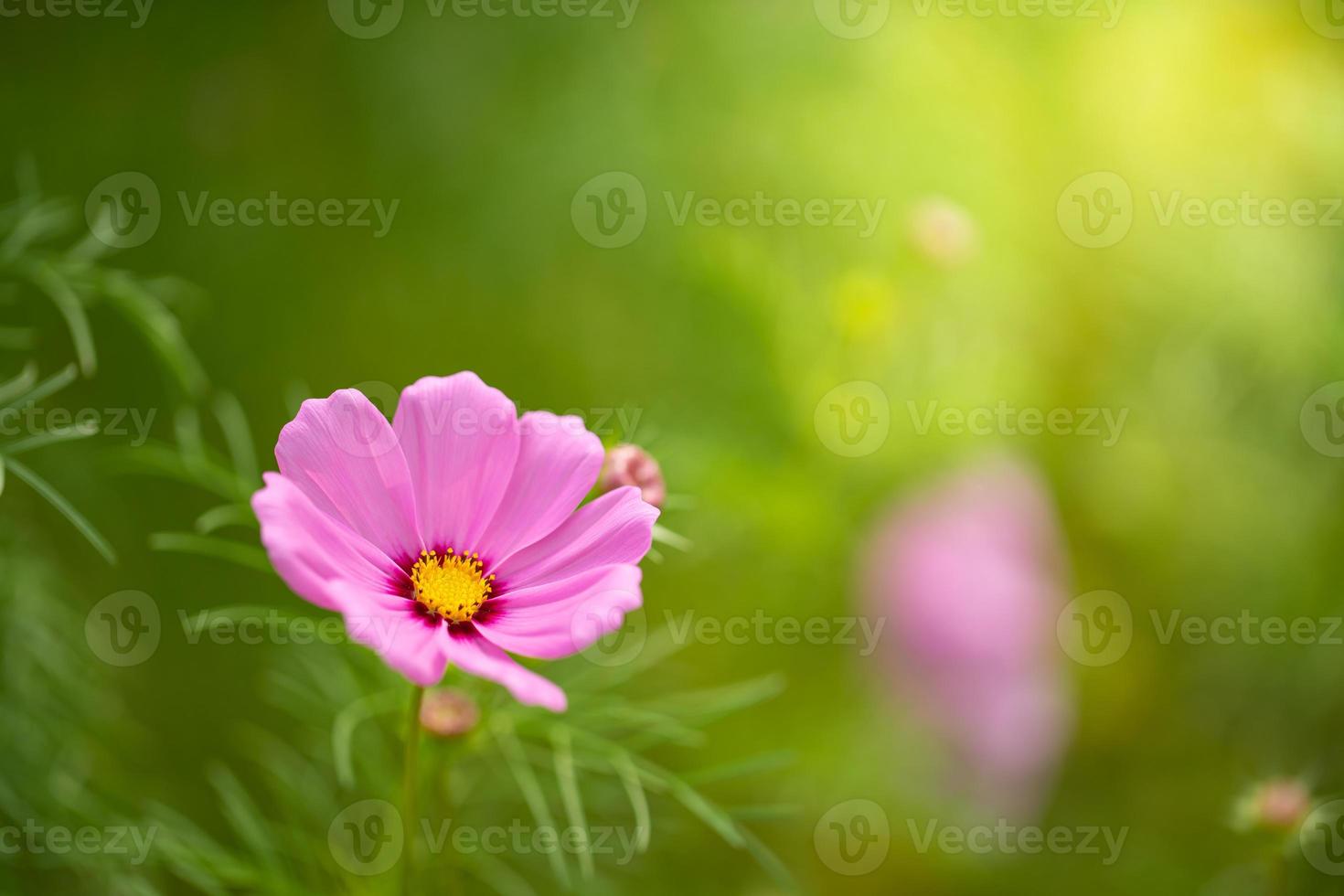 vicino su macro fiore foto