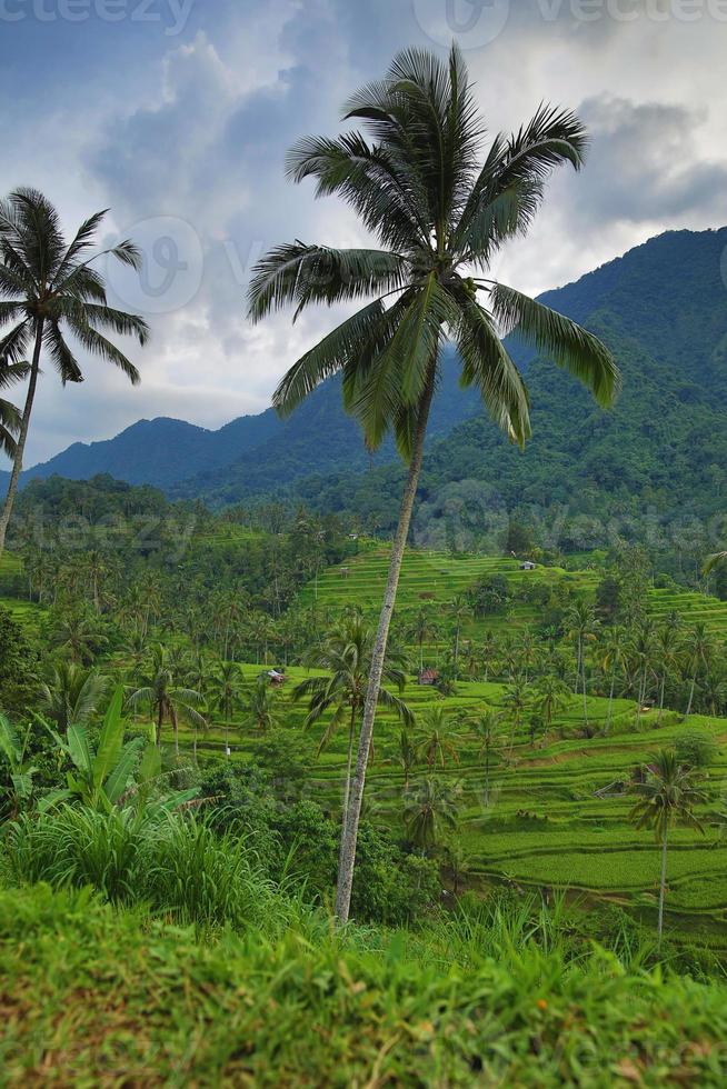 bellissimo Visualizza di riso terrazze con un' palma alberi foto
