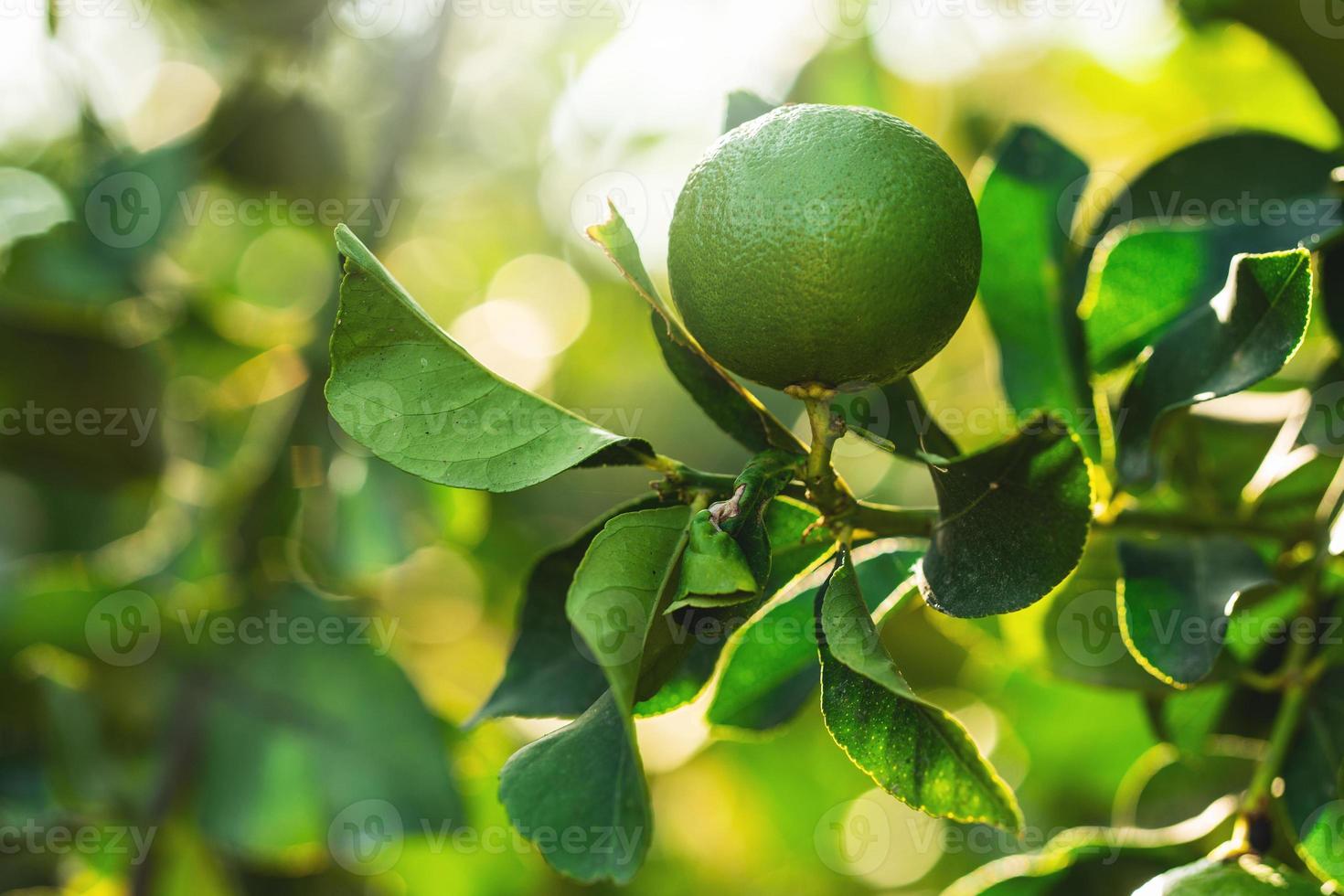 maturo verde limoni su il piccolo sempreverde albero foto