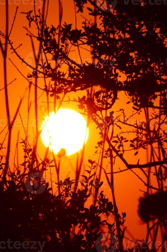 rosso tramonto attraverso il silhouette di il rami e le foglie di un' albero foto