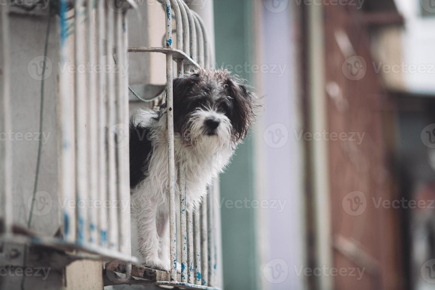 il cane sembra a il proprietario a partire dal il finestra di il Casa. foto