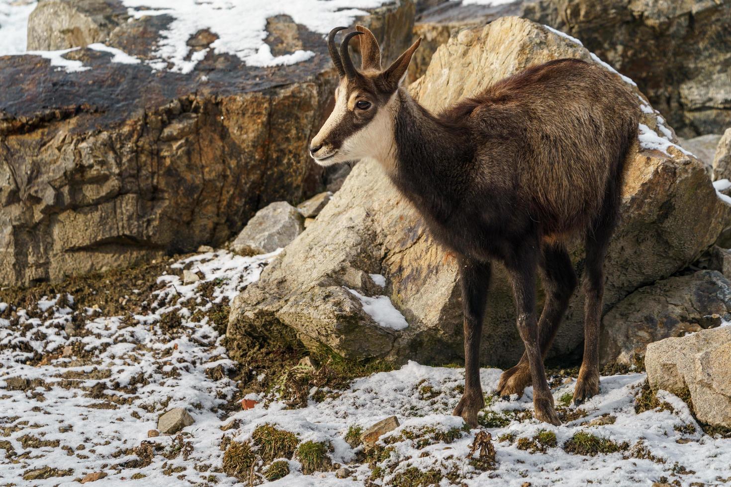 camoscio su roccia foto