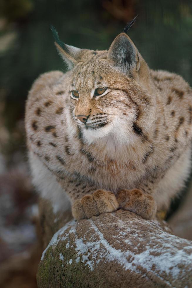 eurasiatico lince nel inverno foto