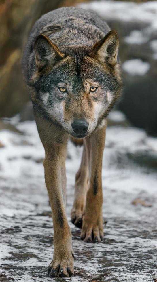 ritratto di grigio lupo foto