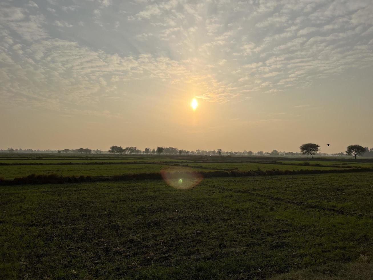 cinematico colore graduato aereo Visualizza di un' campo colture nel il villaggio di Pakistan bellissimo paesaggio Visualizza di riso campo nel thathi mianwali foto