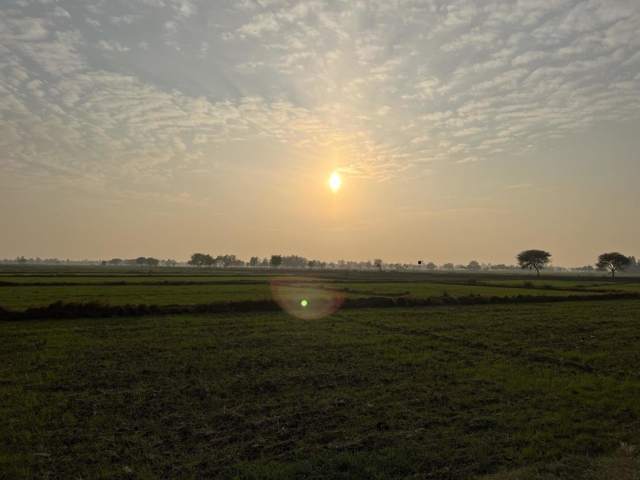 cinematico colore graduato aereo Visualizza di un' campo colture nel il villaggio di Pakistan bellissimo paesaggio Visualizza di riso campo nel thathi mianwali foto