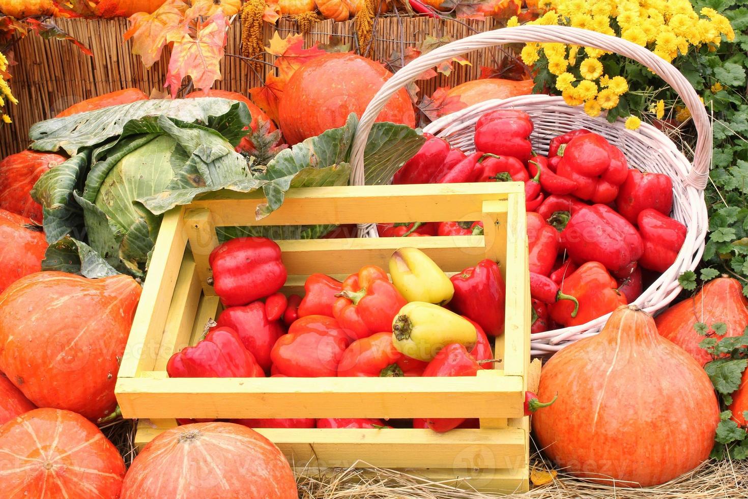 biologico zucca e verdura nel di legno scatola su agricolo giusto. raccolta autunno tempo concetto. giardino autunno naturale pianta. ringraziamento Halloween arredamento. festivo azienda agricola rurale sfondo. vegano cibo. foto