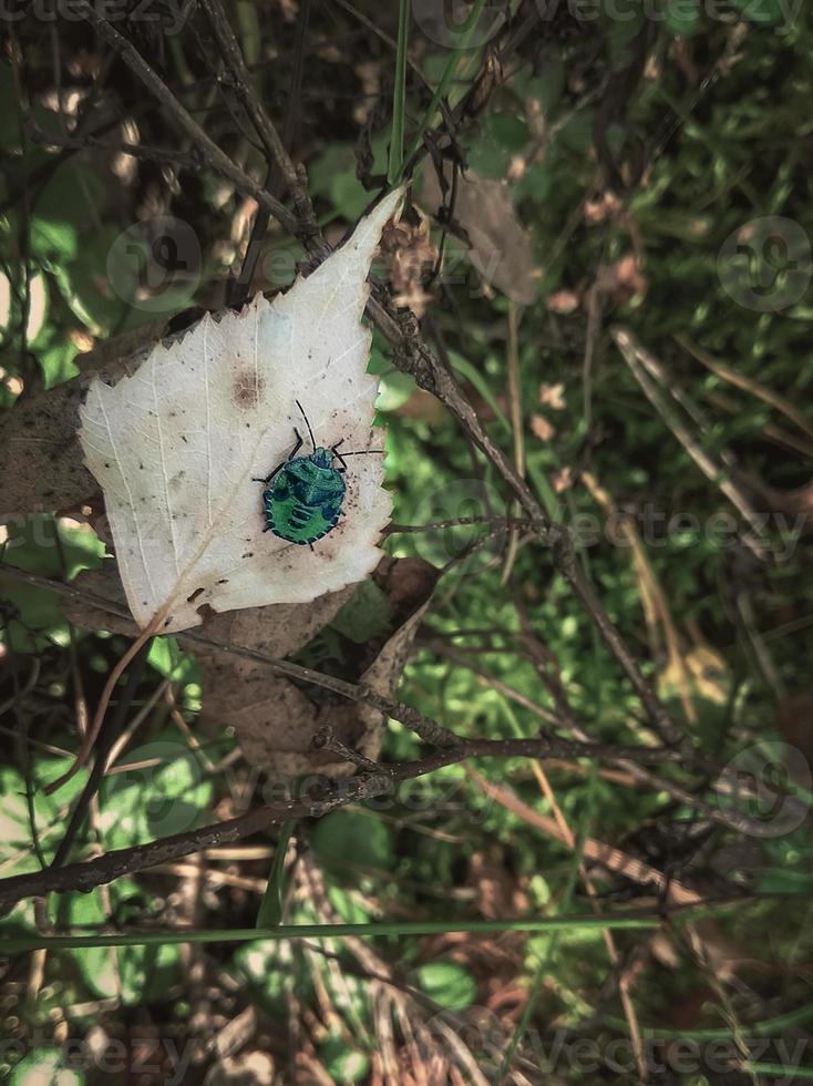 piccolo grigio autunno foglia con verde insetto sospeso su magro rami su buio verde foresta sfondo foto