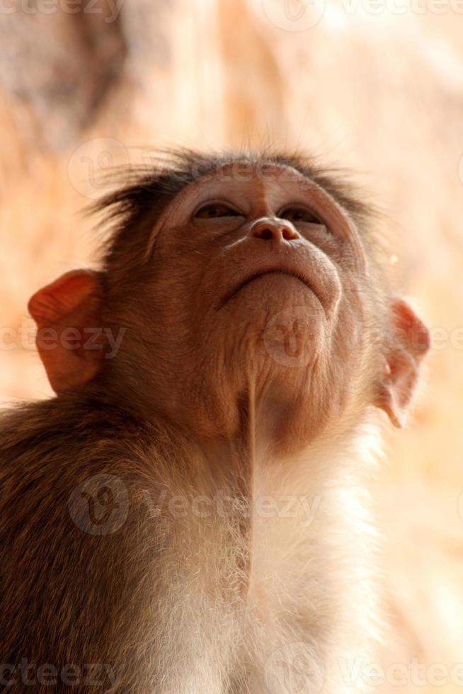 cofano macaco scimmia nel badami forte. foto