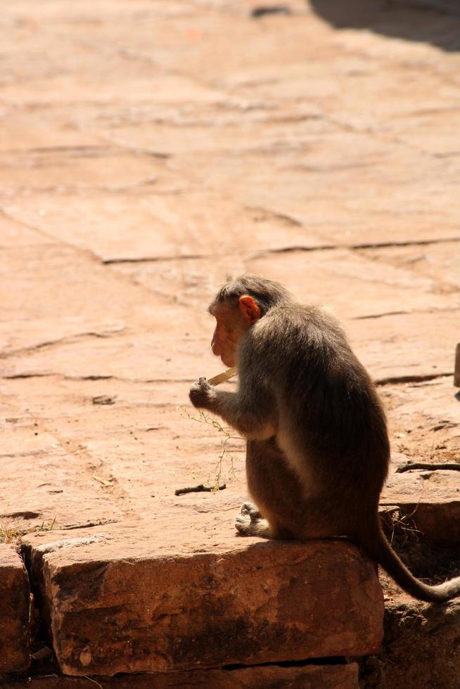 un' scimmia è mangiare ghiaccio crema, badami foto