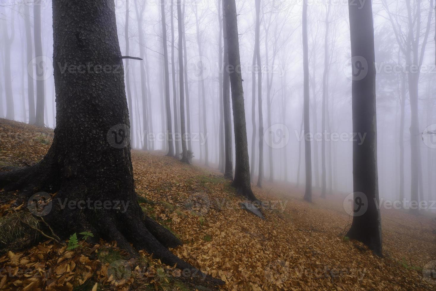 faggeta autunnale foto