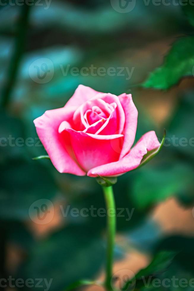 bellissimo fioritura fiore rosa fiore vicino su foto