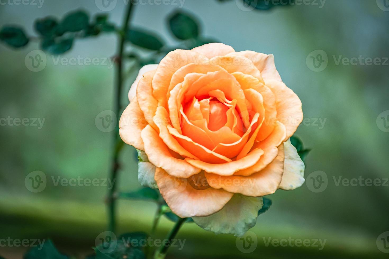 bellissimo fioritura fiore rosa fiore vicino su foto