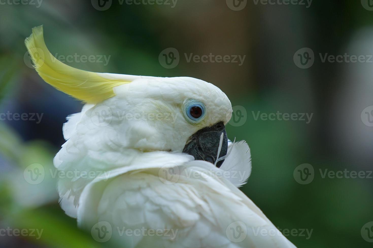immagine avvicinamento di un' giallo crestato cacatua testa, guardare a il telecamera, uccello, animale foto