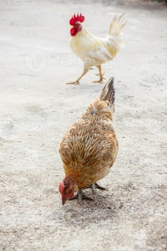 gallina o pollo animale vita foto