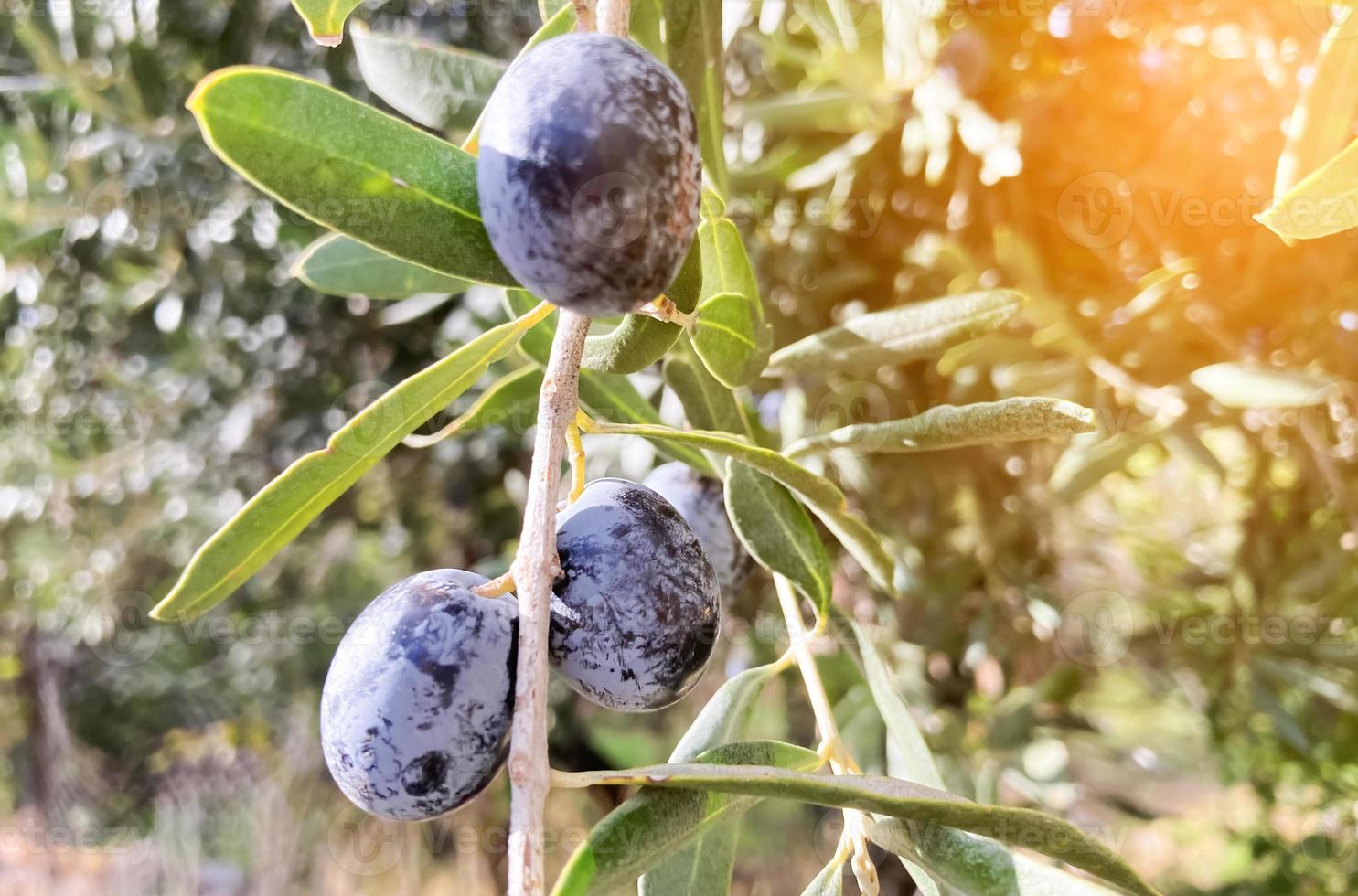 paesaggio raccogliere pronto extra vergine oliva olio. nero olive sospeso a partire dal un' albero con sole bagliore. avvicinamento. foto