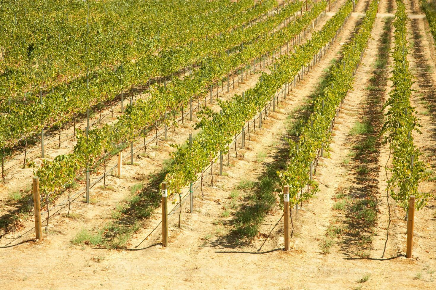 bellissimo vino vigneto foto