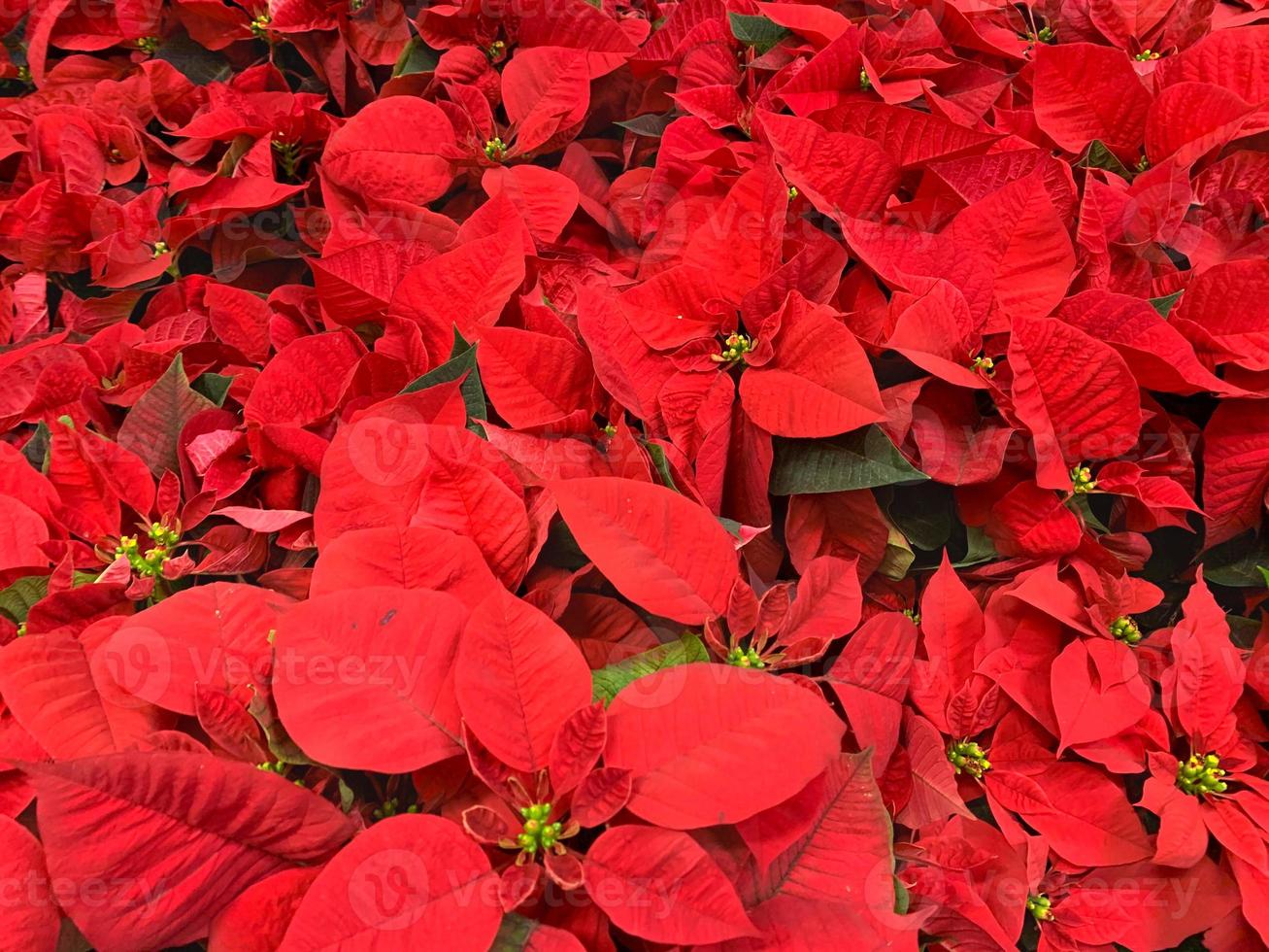 poinsettia impianti su vendita nel Natale vacanza memorizzare foto