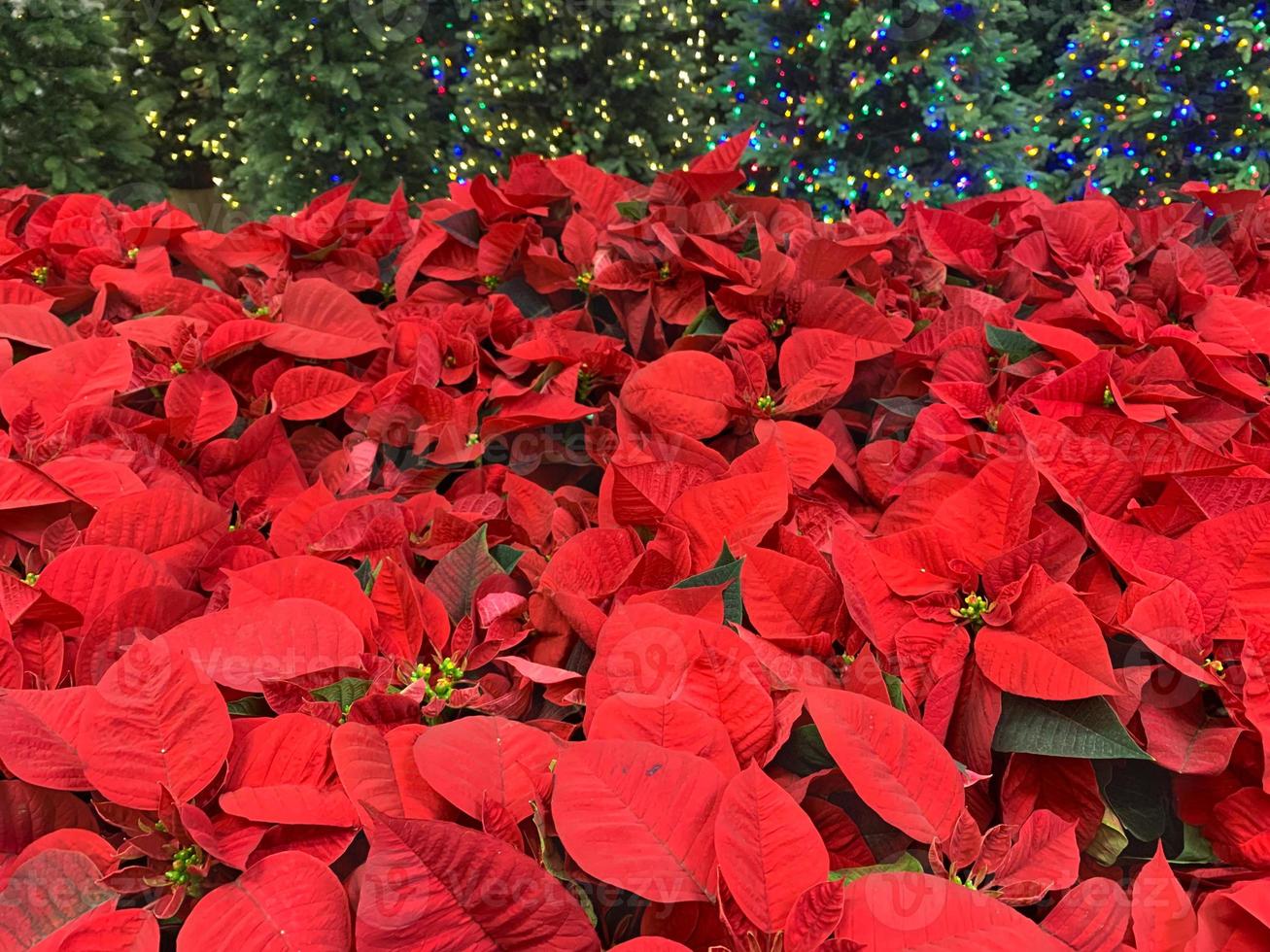 poinsettia impianti e decorato Natale albero su vendita nel memorizzare foto