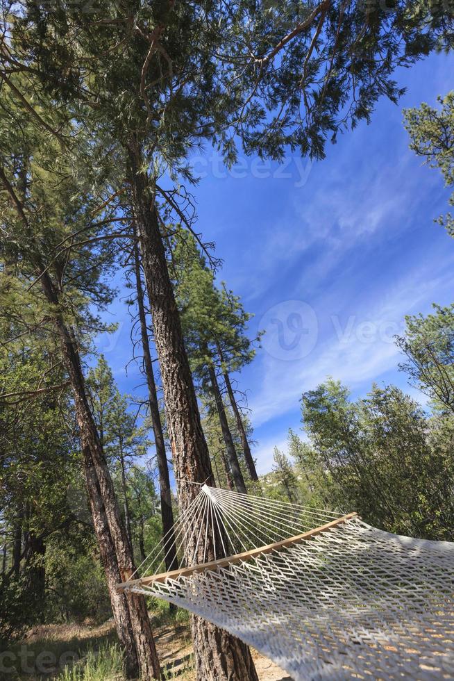 tranquillo, calmo amaca sospeso tra il pino alberi foto