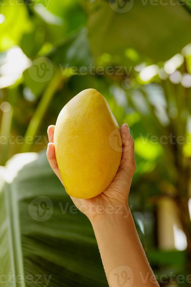 femmina mano con fresco giallo ataulfo Mango foto