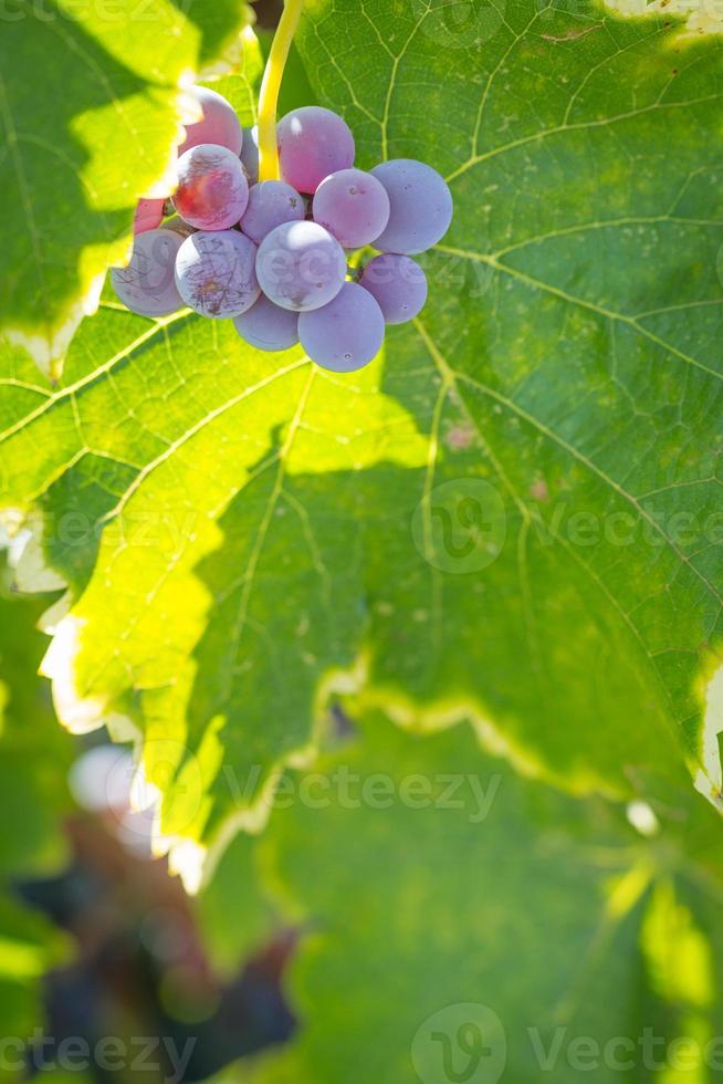 vigneto con lussureggiante, maturo vino uva su il vite pronto per raccolto. foto