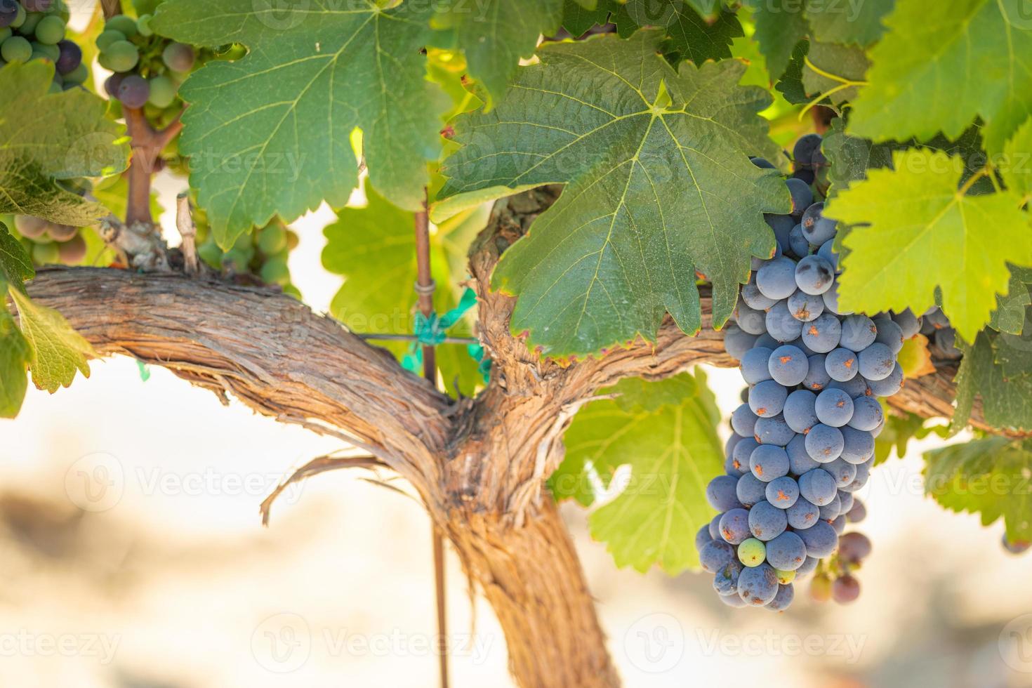 vigneto con lussureggiante, maturo vino uva su il vite pronto per raccogliere foto