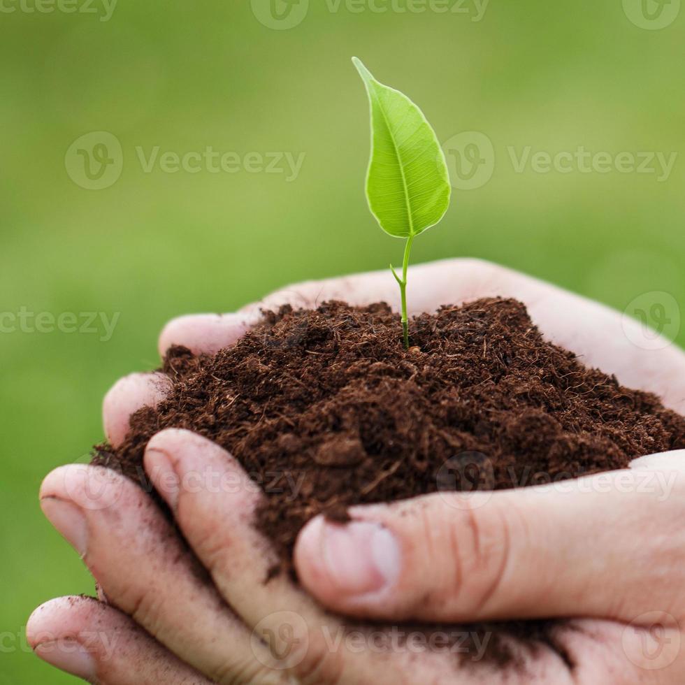 maschio mani con un' verde germoglio foto