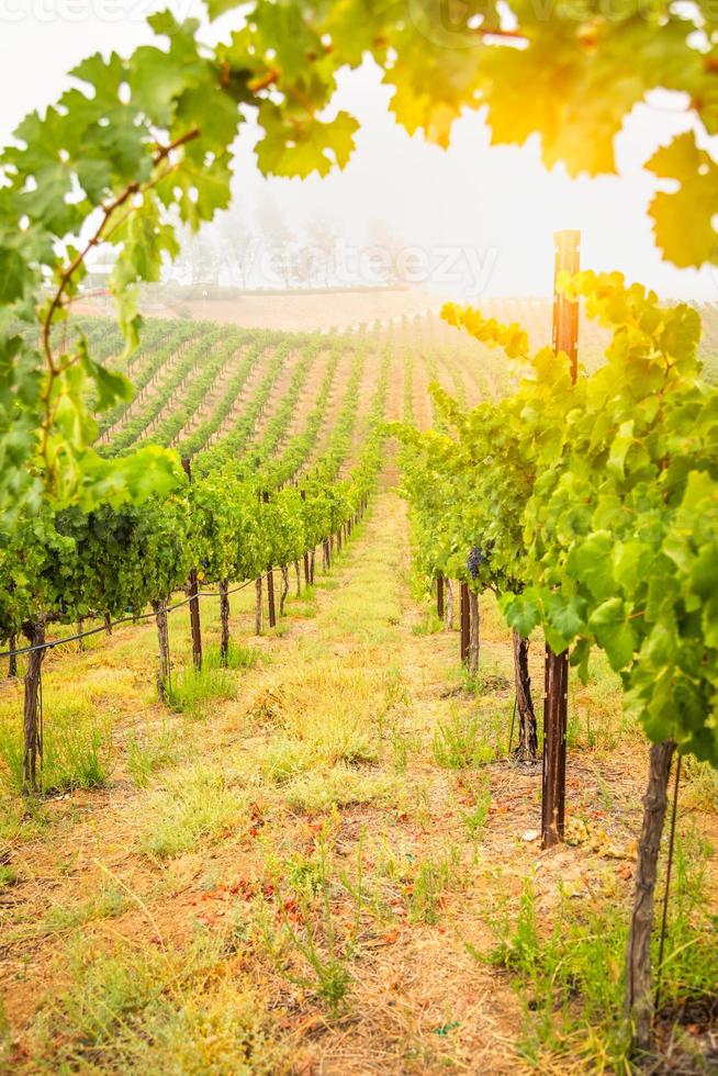 bellissimo vino uva vigneto nel il mattina sole foto