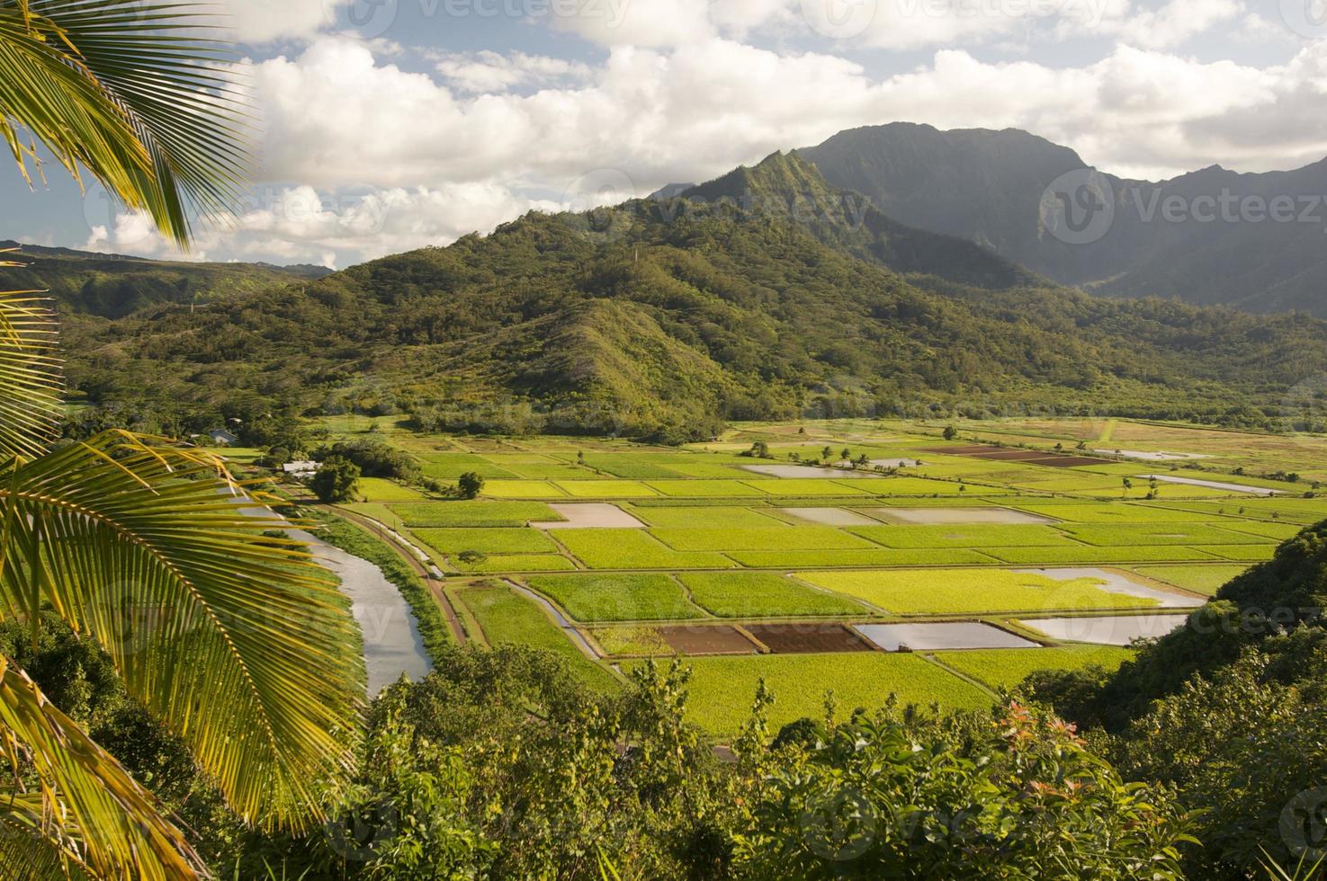 hanalei valle e taro i campi foto