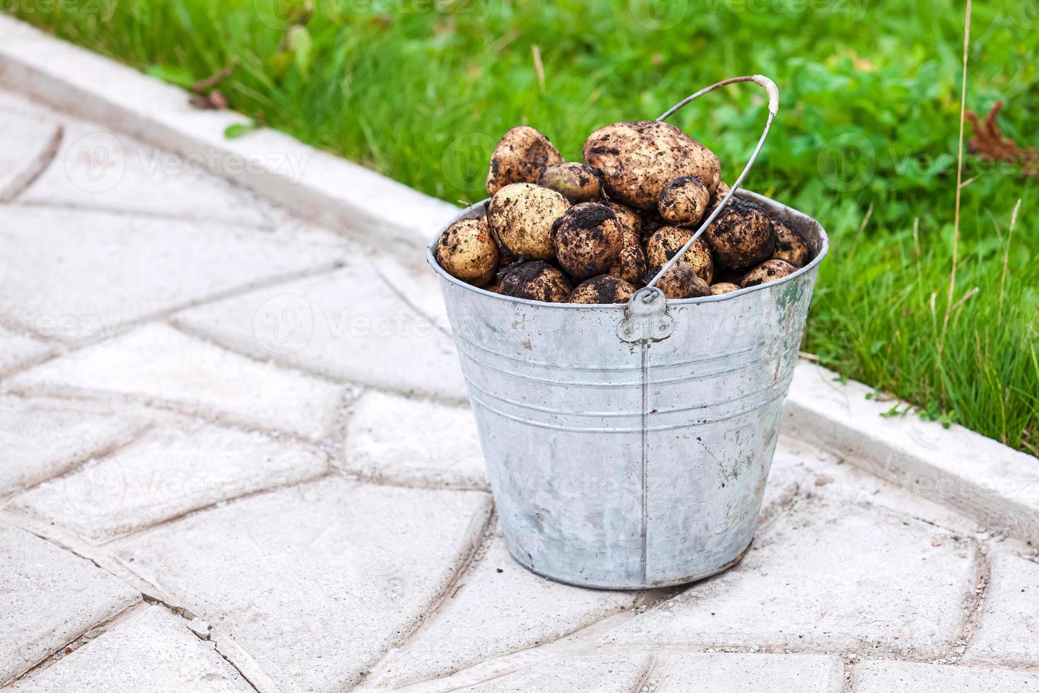 metallo secchio pieno di fresco patate foto