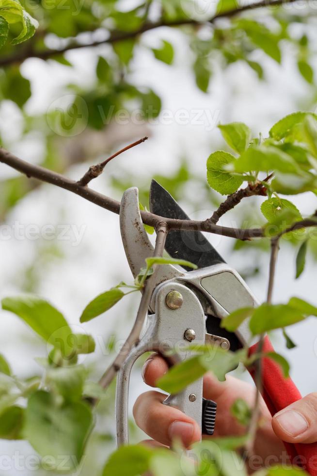 giardinaggio, avvicinamento tiro di un' mano con forbici foto