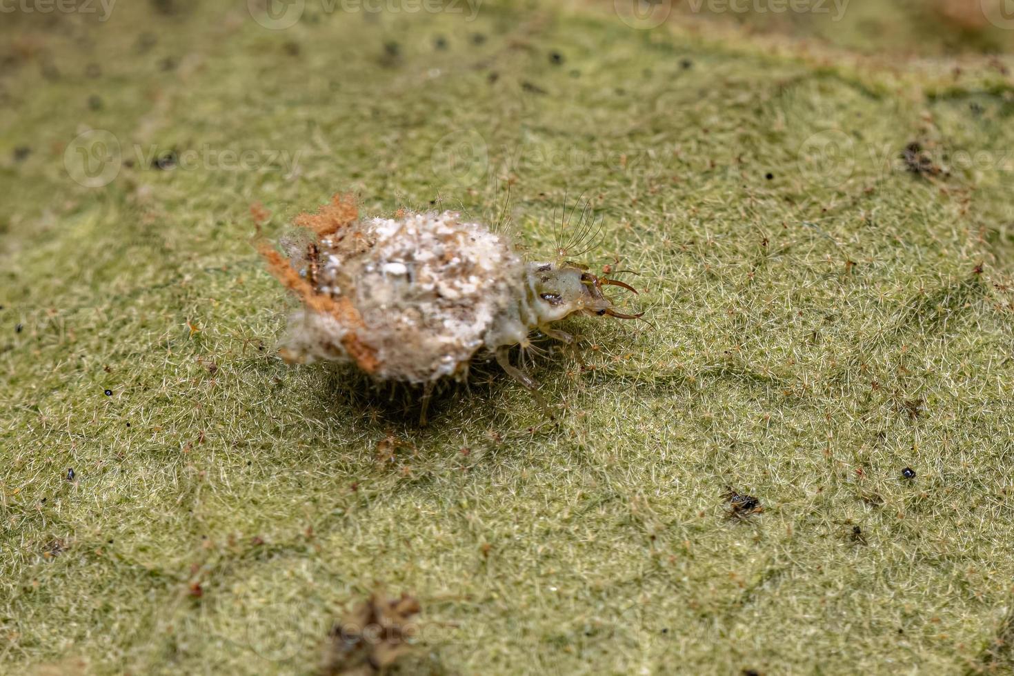 larva di merletto verde foto