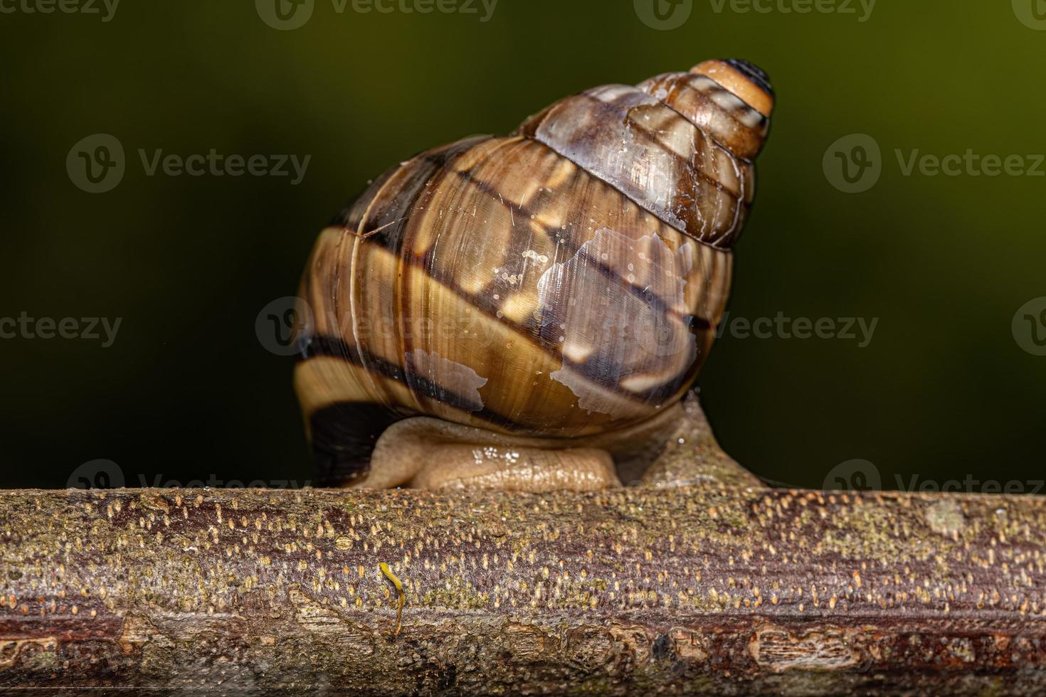 lumaca di terra comune foto