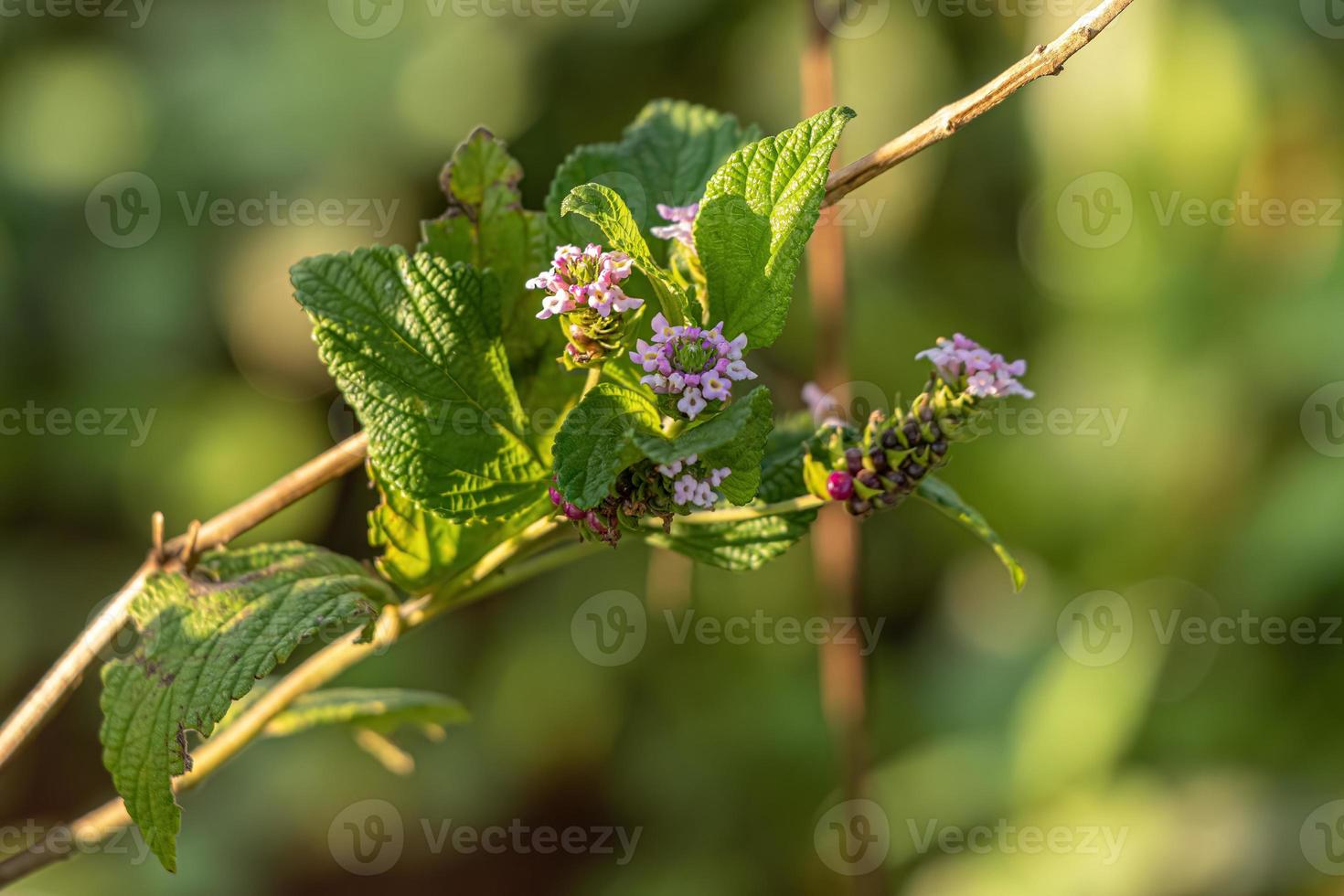 ternato lantana pianta foto