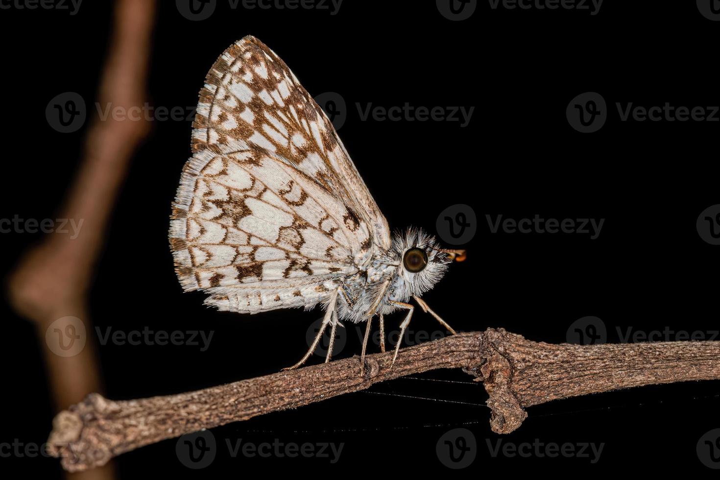 insetto falena adulto orco a scacchi skipper foto