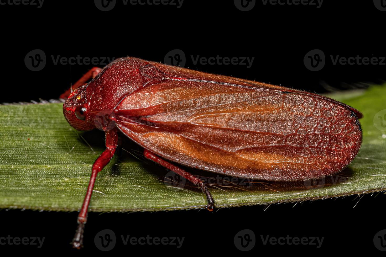 insetto rosso Froghopper adulto foto