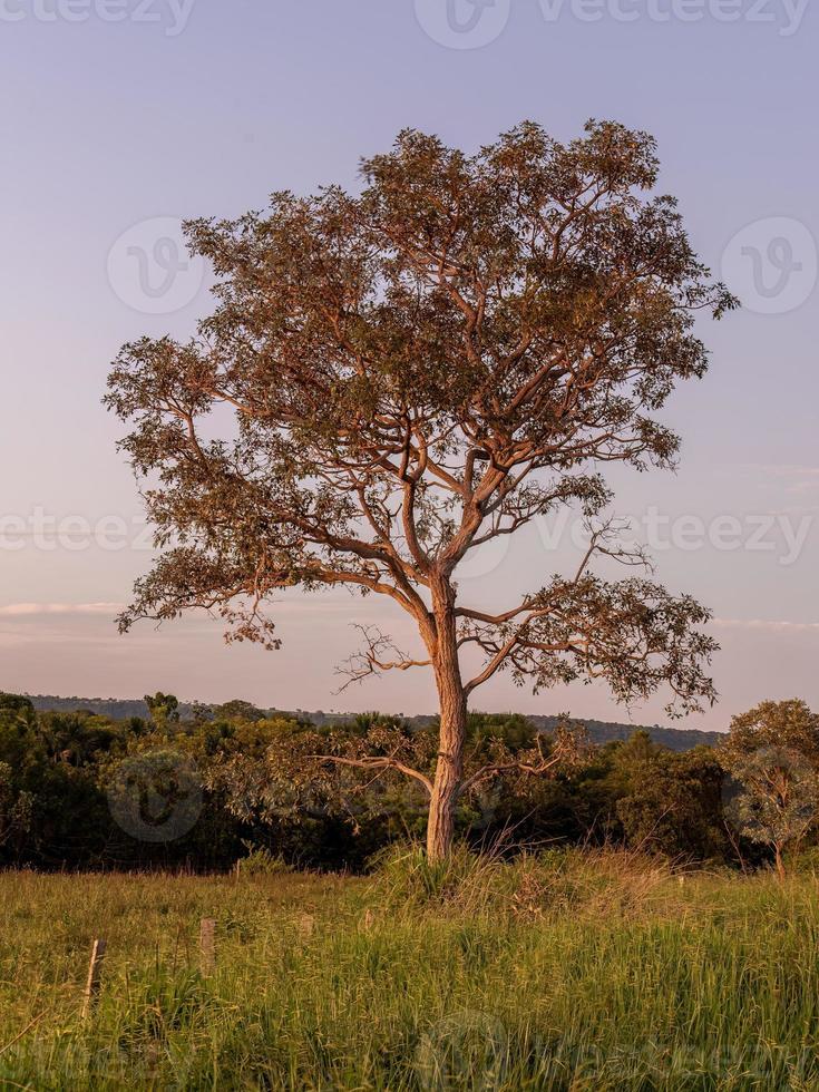 angiosperma albero a tramonto foto