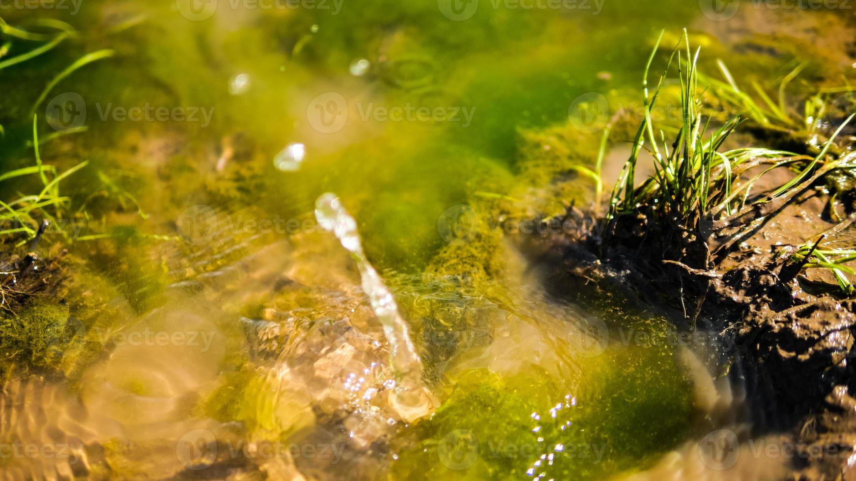 acqua far cadere nel alghe pozzanghera foto