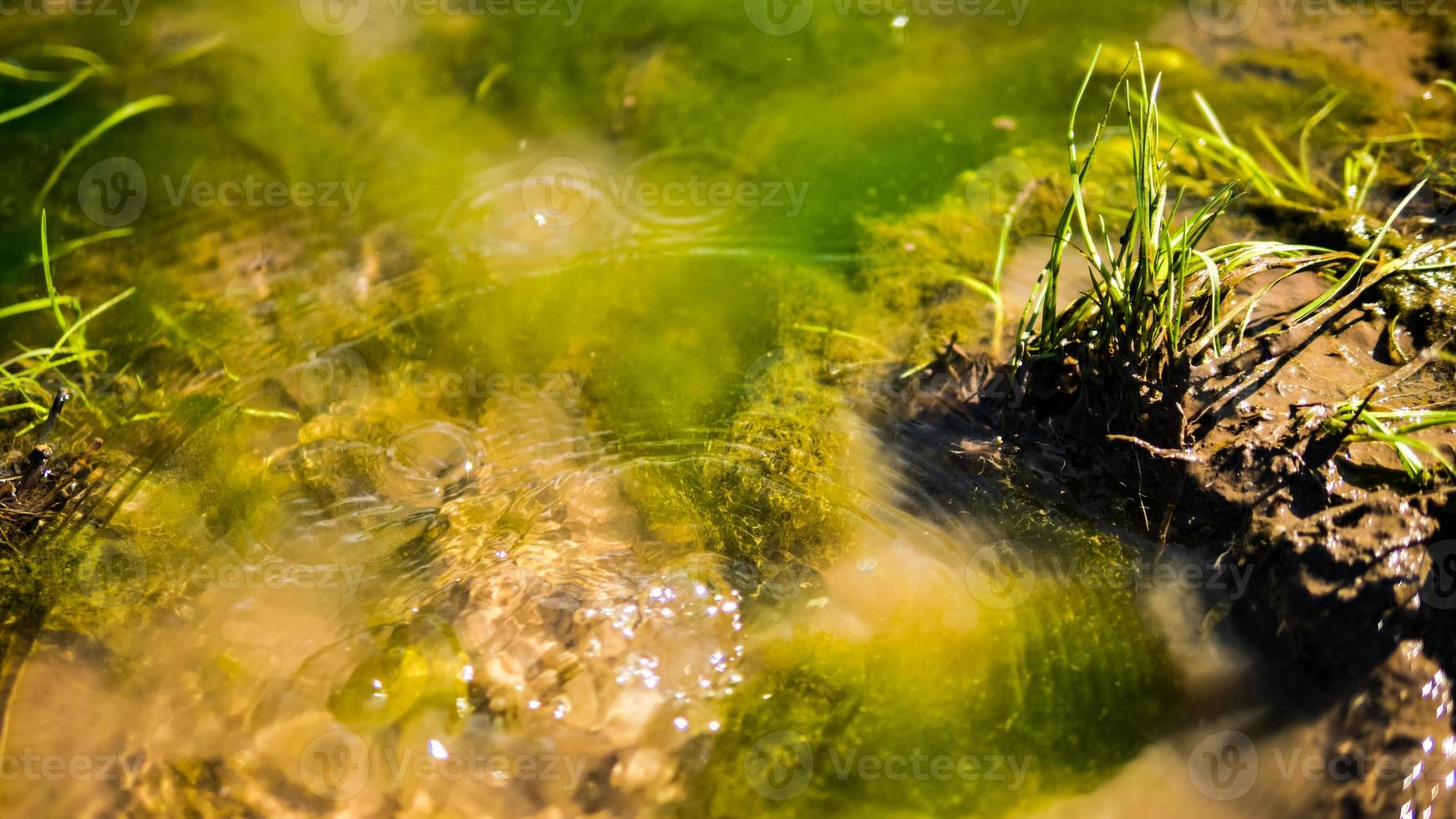 acqua pozzanghera con alghe, sabbia e erba foto