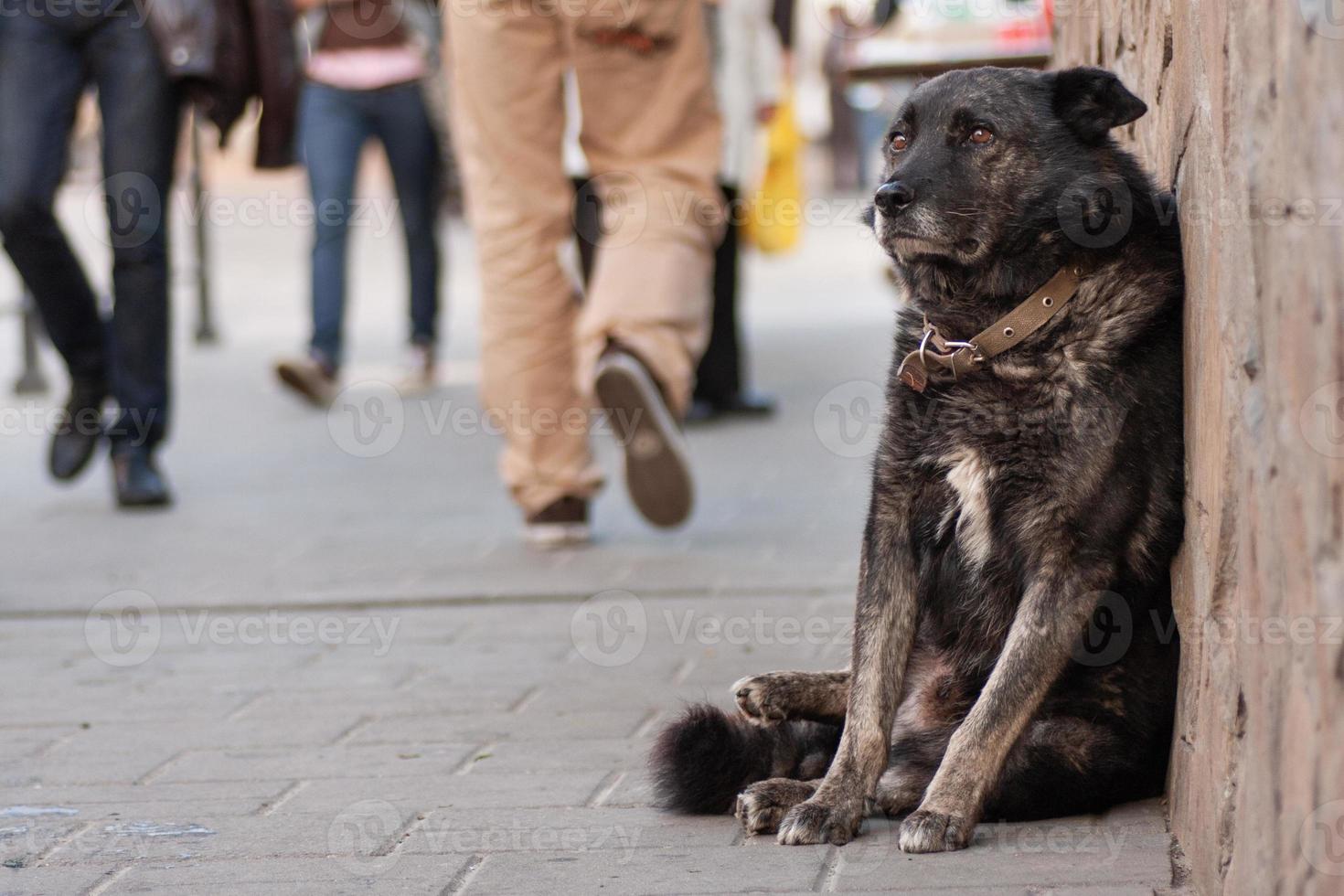 un' triste senza casa cane è in attesa su il strada foto