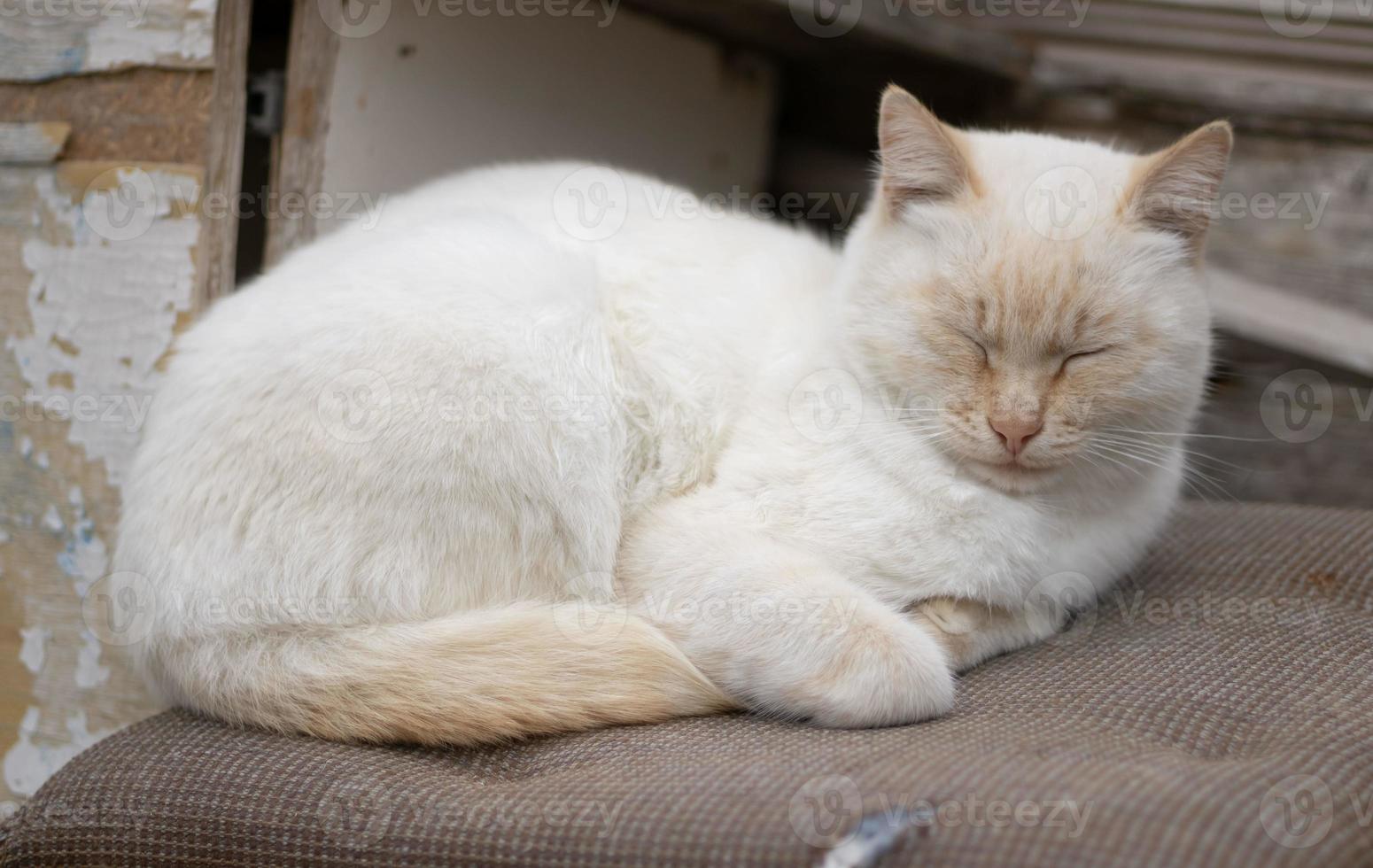 paffuto bianca strada gatto con Zenzero naso, orecchie e coda bugie con il suo occhi chiuso dorme su il strada su stoffa coperto sgabello Il prossimo per vecchio mobilia foto
