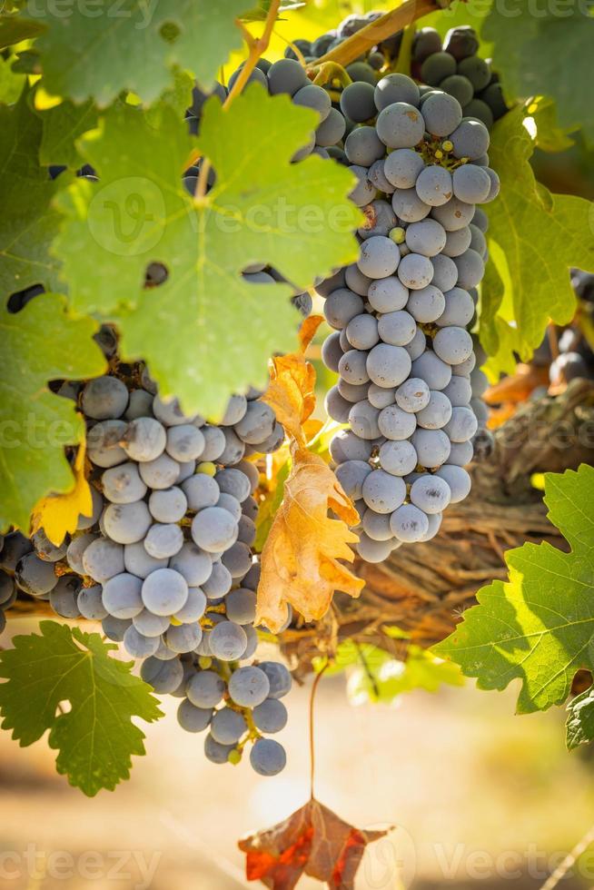bellissimo lussureggiante vino uva moggi nel il vigneto foto