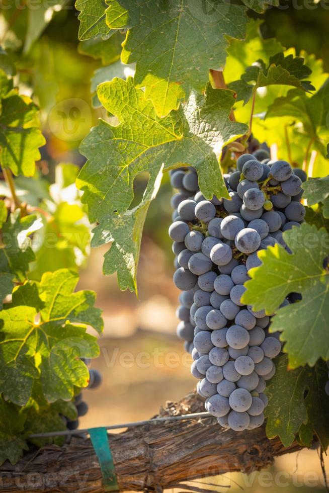 bellissimo lussureggiante vino uva moggi nel il vigneto foto