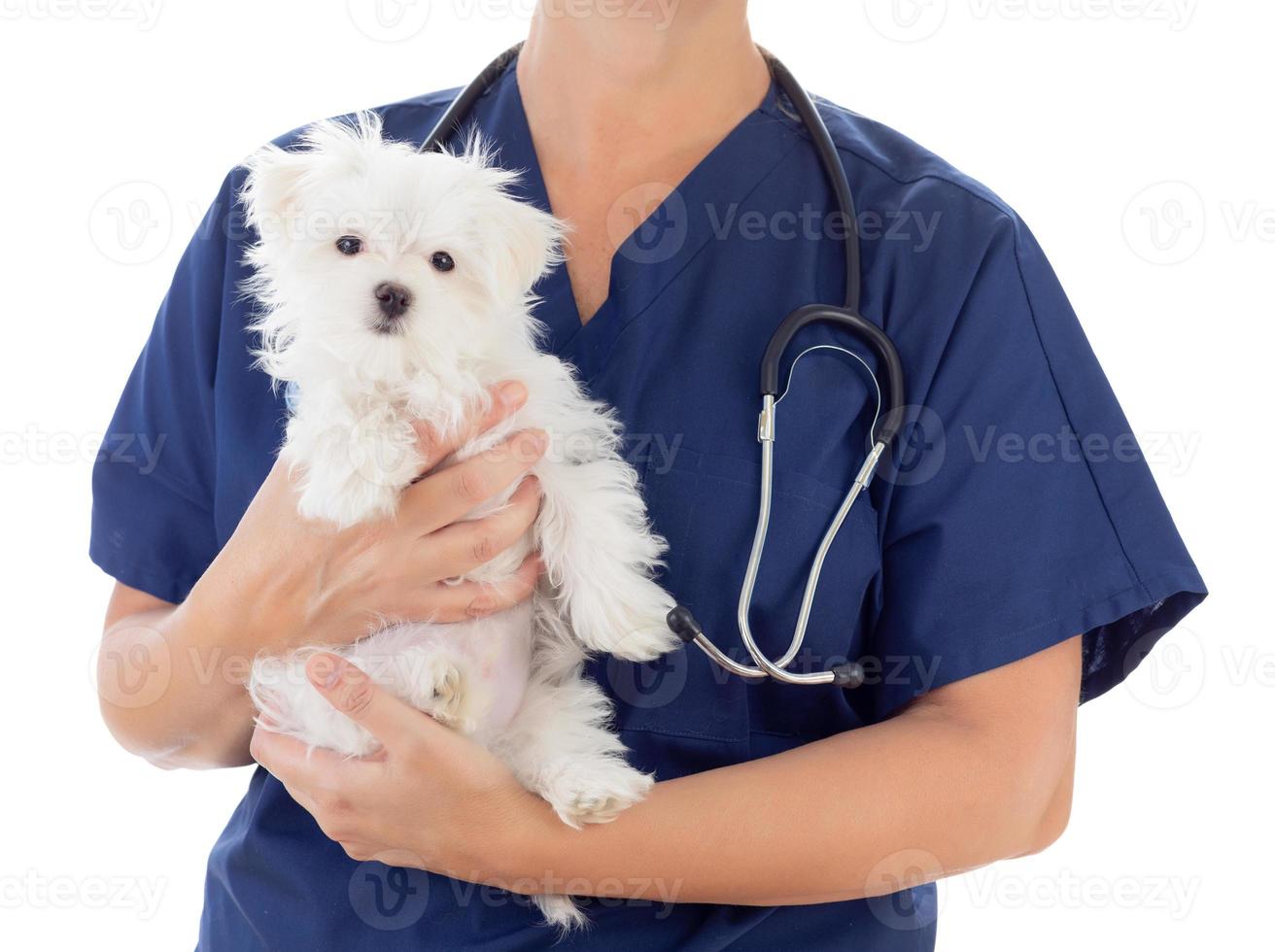 femmina veterinario con stetoscopio Tenere giovane maltese cucciolo isolato su bianca foto