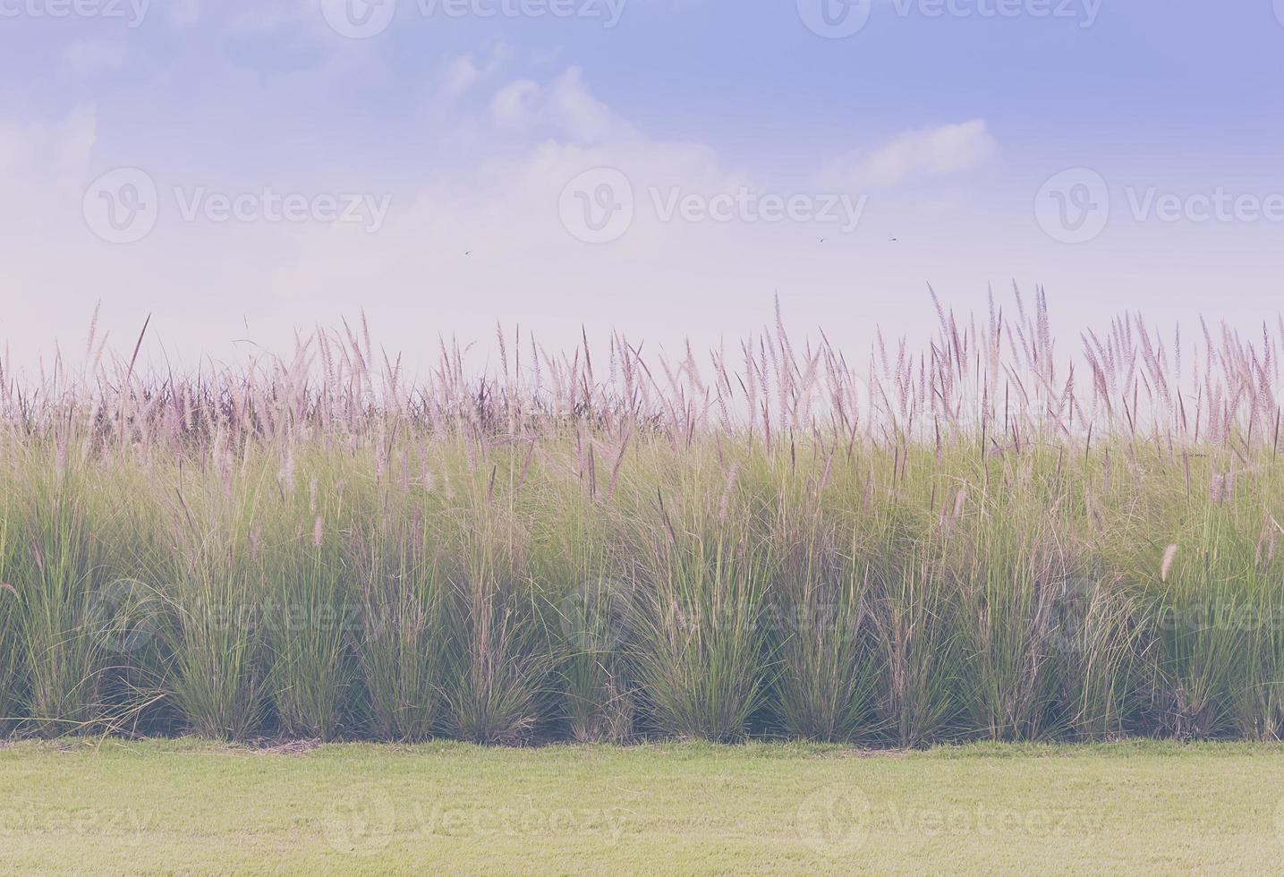 imperata cylindrica beauv con campo in erba foto