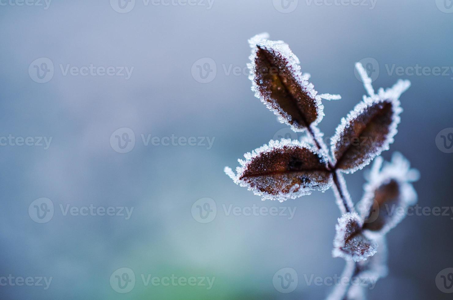 pianta brina freddo neve natura foto