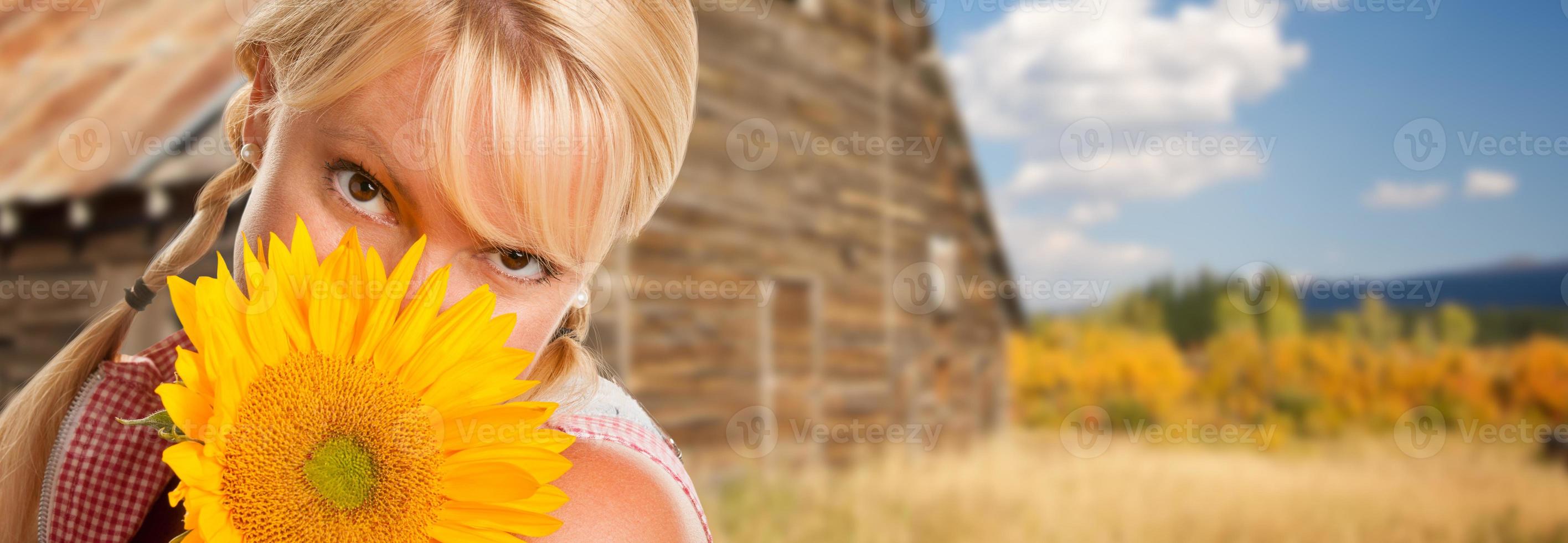 bellissimo caucasico giovane donna Tenere girasole nel davanti di rustico fienile nel il nazione. foto