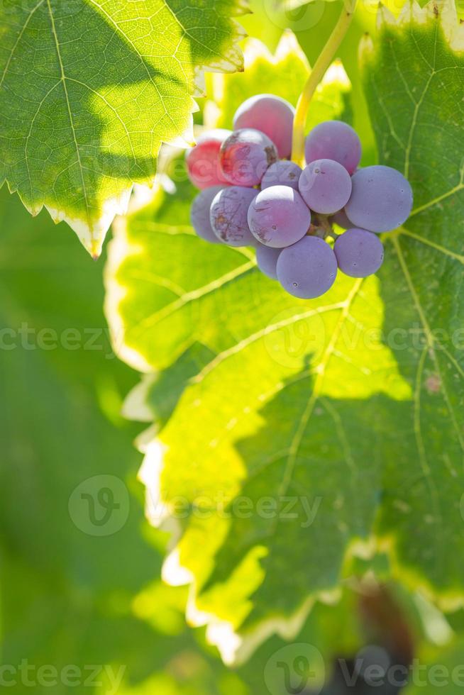 vigneto con lussureggiante, maturo vino uva su il vite pronto per raccolto. foto